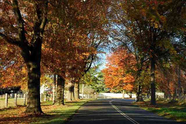 Autumn in Tenterfield